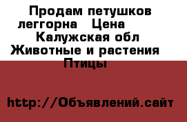 Продам петушков леггорна › Цена ­ 280 - Калужская обл. Животные и растения » Птицы   